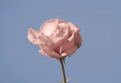 shop stylish petite clothing